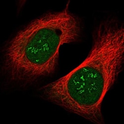 CHCHD8 Antibody, Novus Biologicals 0.1mL; Unlabeled:Antibodies, Polyclonal